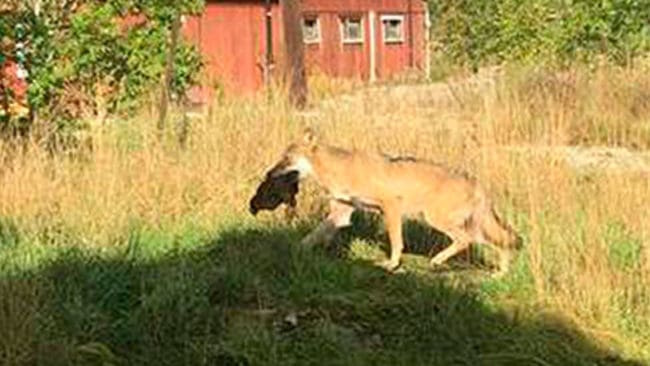 Varg i Rialaområdet travar iväg med en höna. Idag sköts en av vargarna, en hanne, i området i enlighet med skyddsjaktsbeslutet.