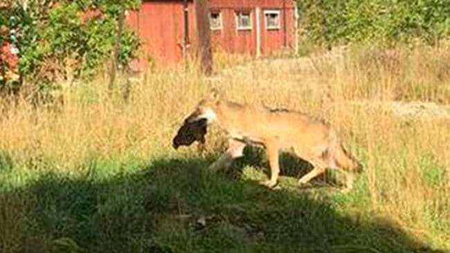 Den varg som fälldes under skyddsjakt i Riala/Vallentuna den 10 oktober är en hane från Norge och kan genom DNA åtminstone knytas geografiskt till det område där varg dödat sällskapshundar.
