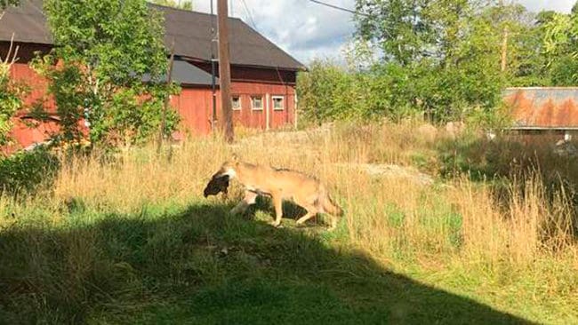 Vallentunavargen spankulerar iväg med en höna i munnen på en gård utanför Brottby.