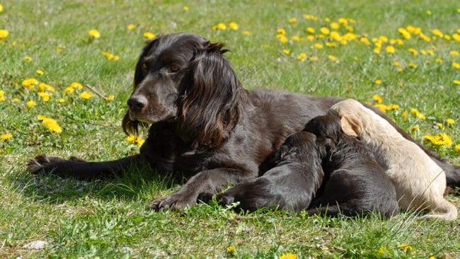 Vid jägarfestivalen i Tvååker i Halland blir det bland annat föredrag på temat ”från valp till färdig hund” och en presentation av hundförsäkringar.