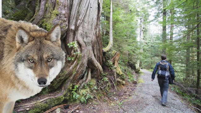 Kanadensiska myndigheter tvingas sätta upp instruktioner för hur människor ska bete sig mot varg på Vancouver Island, eftersom det uppstått farliga situationer.