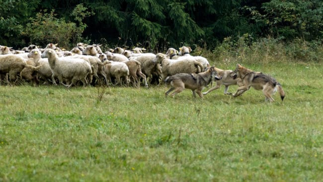 Flera vargattacker mot får har inträffat de senaste dagarna.