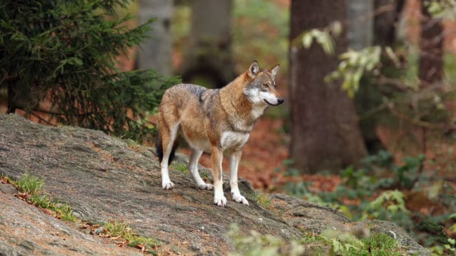 Inför det norska riksdagsvalet har en tidning kartlagt de olika partiernas åsikter kring varg.