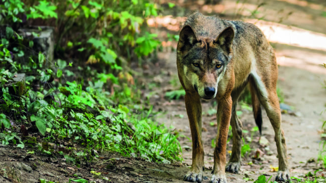 En varg tog en katt på Åsby gård i Hallstahammar vid lunchtid på torsdagen. Lantmästare Yngve Lorenz är säker på att det var Kolsvavargen. (Arkivbild)