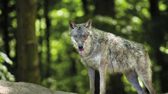 Norska kommuner kan söka pengar för vargförekomst. Pengarna ska gå till att dämpa konflikter kring vargen.