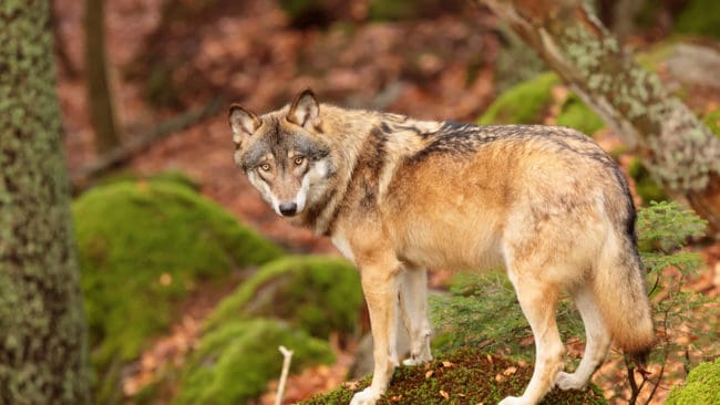 Sex män är misstänkta för inblandning i en varghärva i Hälsingland. Ett eventuellt åtal väntas först i höst, men under tiden kan två av de misstänkta få tillbaka sina jaktvapen.
