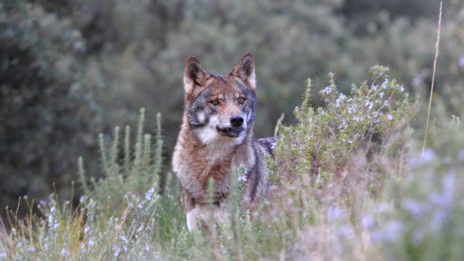 Hittills har tyska vargar tagit cirka 3 500 tamdjur sedan de etablerade sig i landet vid sekelskiftet.