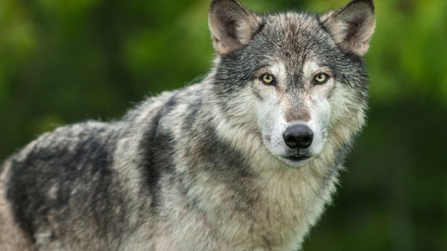 I lördags kom en varg springande efter en jakthund under pågående jakt. Hundföraren sköt då vargen.