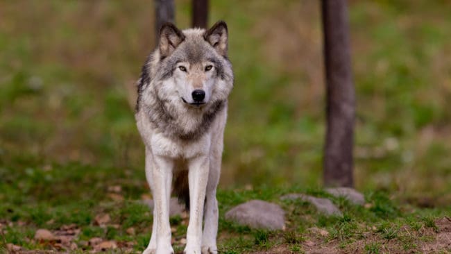 Varg har dödat sex får utanför Brottby i Stockholms län.