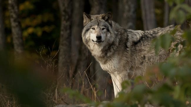 En varg följde efter Kristin Norlander när hon red på en grusväg utanför Vallentuna. (Arkivbild)
