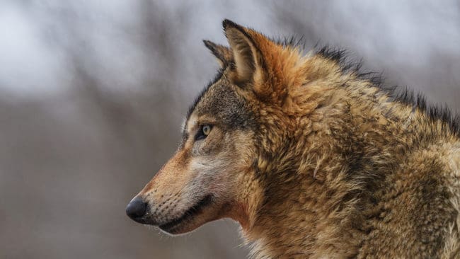 Länsstyrelsen i Stockholms län har genom DNA-tester kunnat konstatera att vargen i Vallentunatrakten ursprungligen kommer från Norge. (Arkivbild)