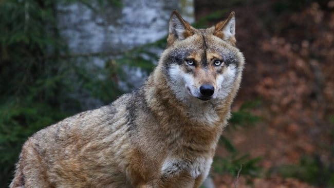 En sällskapshund dödades av varg nordväst om Vallentuna på onsdagen.
