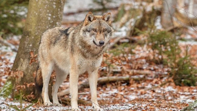 Forskare slår fast att norska vargar inte är hybrider. (Arkivbild)