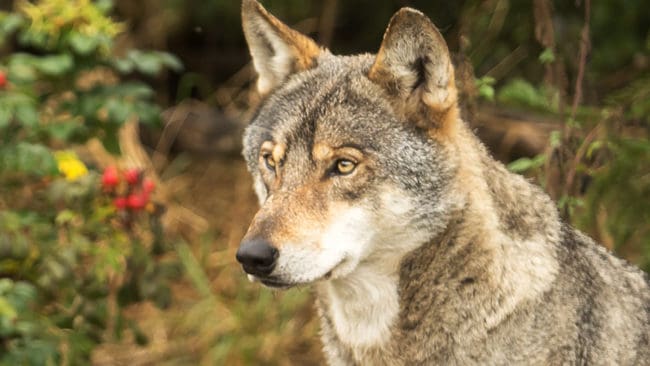 Forskaren Johanna Suutarinen hävdar att många finska vargar med GPS-sändare dödas illegalt.