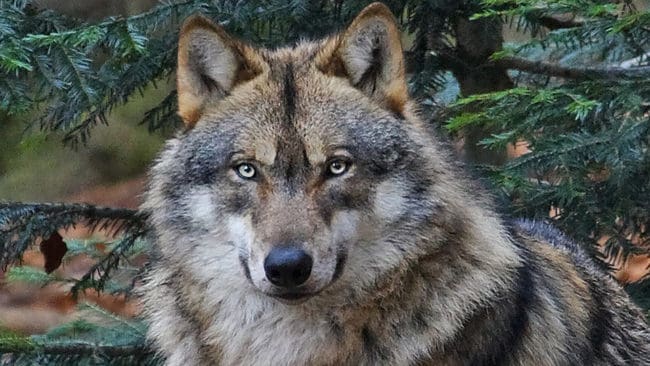 Jägarna som bedriver skyddsjakt på en varg i Vallentunaområdet använder två specialtränade spårhundar. (Arkivbild)