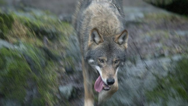 En andra varg har skjutits i Dalarna den här veckan för att stoppa en attack mot en jakthund. Sammanlagt är det tre vargattacker mot jakthundar som inträffat under älgjaktsveckan.