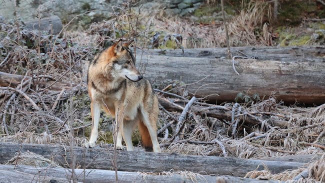 Fem får har dödats av varg på en gård utanför Fagersta. (Arkivbild)