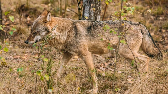 Vargspillning som hittats utanför Ryd i Kronobergs län visar sig komma från en varghane som rört sig i södra Sverige sedan 2012. (Arkivbild)
