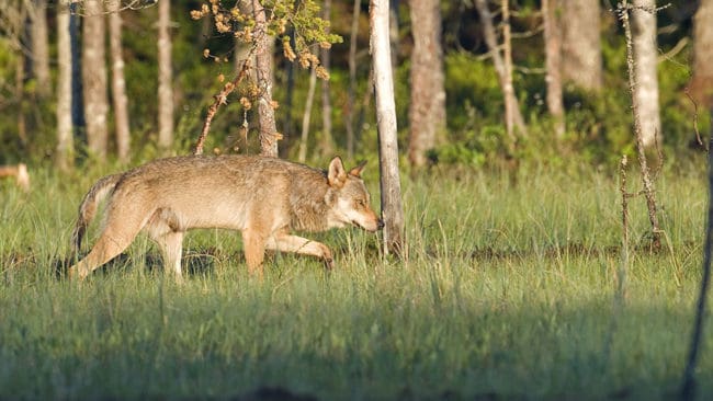 Världsnaturfonden i Norge stämmer staten för den vargförvaltning den driver. De kräver också att årets licensjakt på varg stoppas omedelbart.