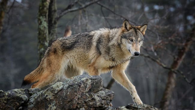 De norska kommuner som har vargrevir har fått ekonomiskt stöd från staten. Trysils kommun vill använda pengarna till att undersöka vargarnas härkomst, men det får de inte.