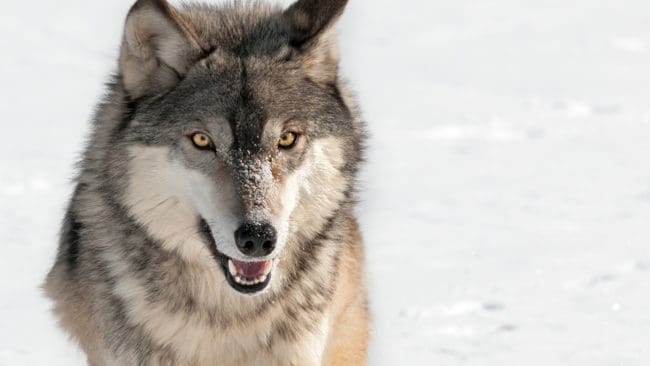 Östra och Västra Kikkejaure samebyar ansöker om skyddsjakt på en varg sedan man upptäckt färska vargspår utanför Arvidsjaur. De oroar sig för att vargen ska jaga och riva renar.