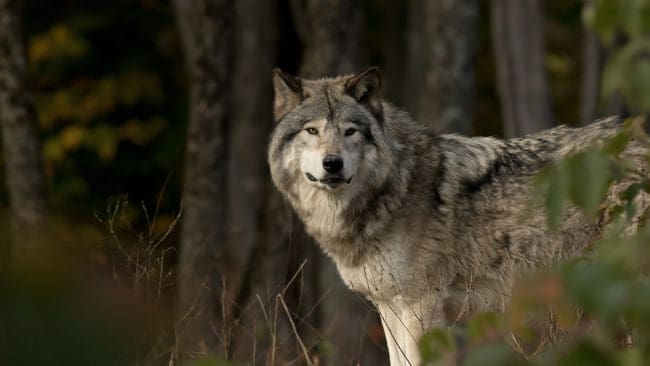 Länsstyrelsen i Stockholms län har inte lyckats skrämma Södertörnsvargen med gummikulor eller ljus- och ljudeffekter. Nu ger de upp försöken. (Arkivbild)