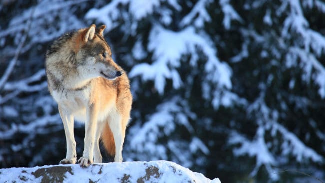 Länsstyrelsen i Värmland har beslutat om skyddsjakt på en varg i Rackstadreviret, efter att fyra hundar angripits. Som skäl anger de också begränsade möjligheter till löshundsjakt.