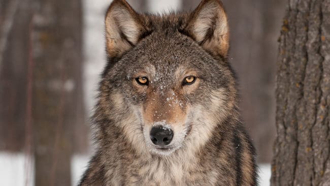 I Finland kan boskapsägare ansöka om bidragspengar till rovdjursavvisande stängsel. Men nu är pengarna slut, eftersom ansökningarna är för många.