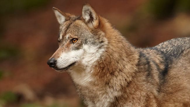 I Norge har man inlett ett projekt där det ska undersökas hur jaktlag mer effektivt kan ta bort rovdjur som orsakar skada.