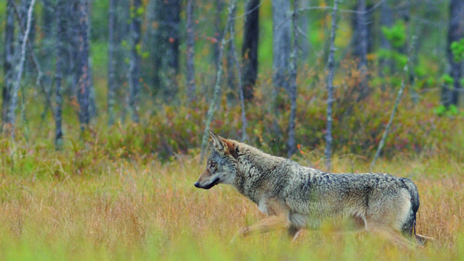 Norsk domstol tar nu upp frågan om vargjakt, efter att Världsnaturfonden (WWF) stämt den norska staten.