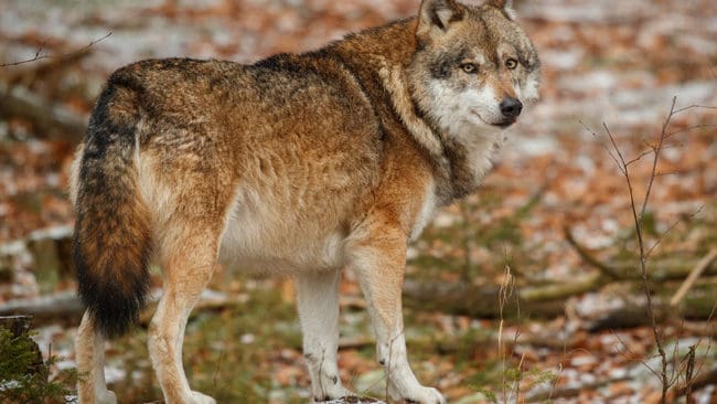 Kostnaderna för varg i de tyska delstaterna är höga. I delstaten Thüringen beräknas kostnaderna vara cirka 130 miljoner svenska kronor varje år.