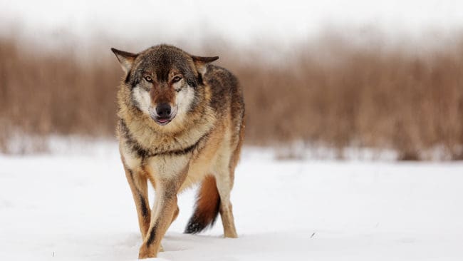 Totalt tre jakthundar har angripits av varg i helgen. En dog i ett angrepp i Gävleborgs län och två skadades i Värmland.