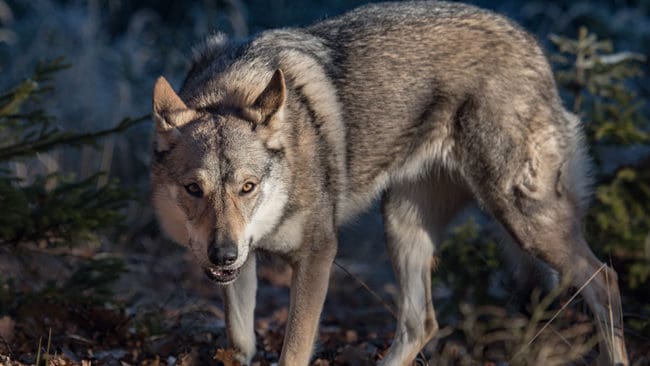 Oslo tingsrätt stoppar den pågående vargjakten efter att Världsnaturfonden stämt staten för hur de förvaltar vargstammen.