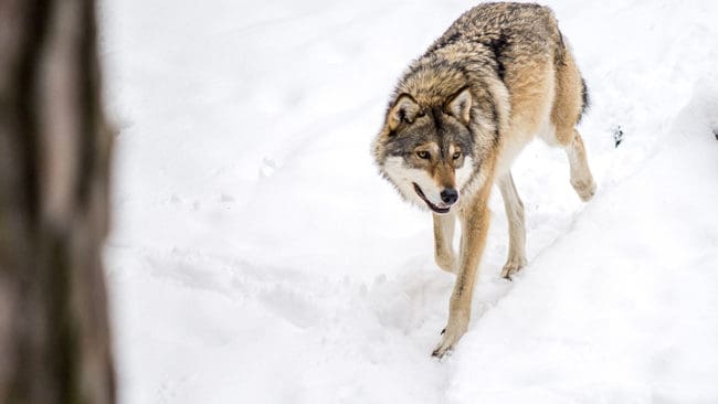 Efter drygt en månads skyddsjakt är nu de två vargarna i Idre fällda.