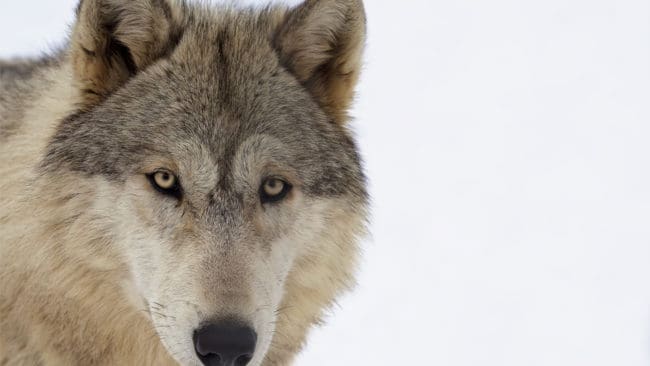 Senterpartiet kräver en tidsram på när Stortinget i Norge kan komma med ett nytt beslut om vargförvaltningen.