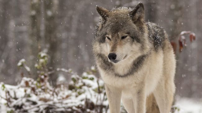 På torsdagen fälldes den andra vargen i Rackstadsreviret genom skyddsjakt. Jägare och markägare vill fortfarande ha bort hela reviret och i dag fredag väntas länsstyrelsen lämna besked om detta.