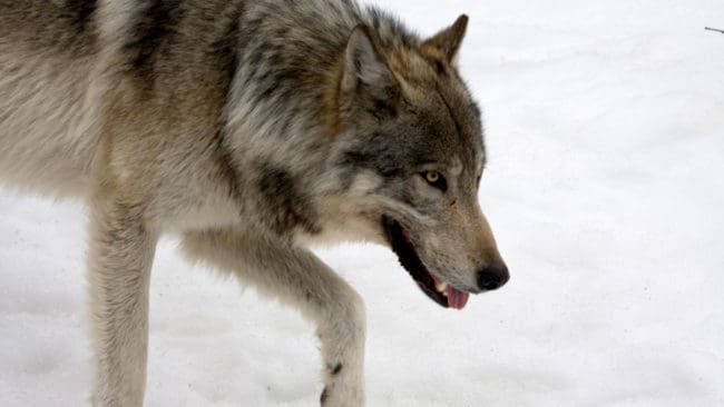 Tre vargar spåras i Jämtlands renskötselområde för att försöka få DNA-prover sedan två samebyar ansökt om skyddsjakt.