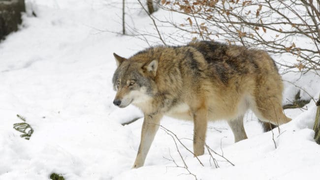 En fastighetsägare mötte en varg i Ebbamåla, utanför Kyrkhult, i Olofströms kommun sent i söndags kväll.
