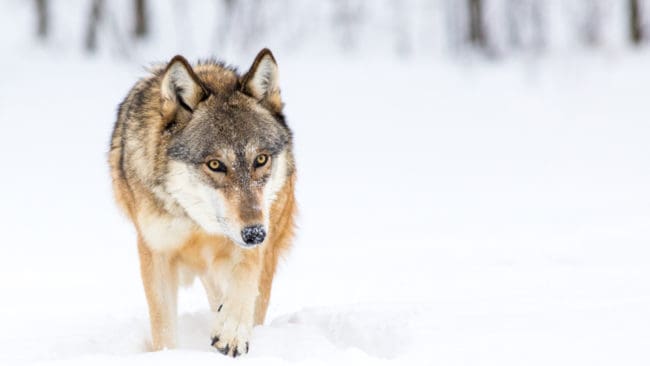 Fyra centerpolitiker i Malung-Sälens kommun vill att kommunen ska säga nej vid en eventuell förfrågan om utplantering av varg på kommunens mark.