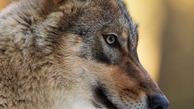 Om den misstänkte mannen blir dömd för jaktbrott kan domstolen välja att konfiskera de hjälpmedel som har använts under vargjakten.