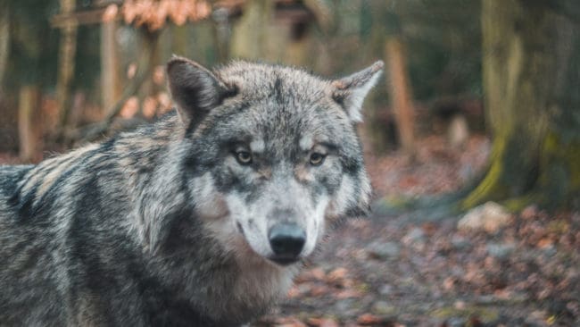 Vargangreppen är fler och blir allt dyrare för de nordliga tyska delstaterna.