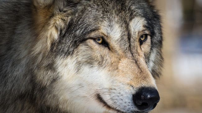 Vargen sprang först genom en hästhage och sedan över gårdsplanen på Bögs gård.