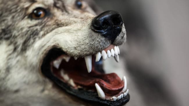 Minst ett 40-tal får förlorade livet i attacken.