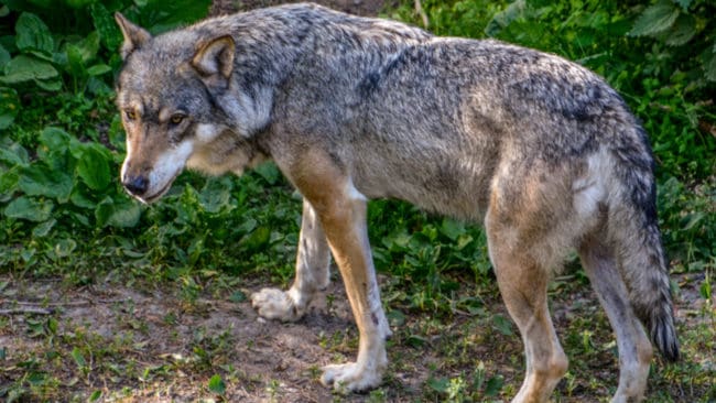 Länsstyrelsen vet inte om det är en eller flera vargar som har dödat djur och skrämt människor i Hedemora under de senaste dygnen.