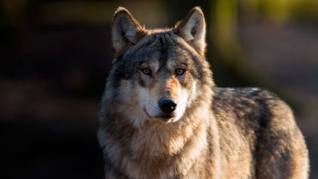 En djurägare utanför Hedemora har begärt skyddsjakt på den orädda vargen som härjar i bygden. (Arkivbild)