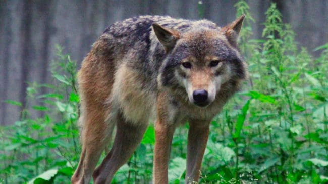 En svensk vargtik har angripit hundratals får i Norge. Frivilliga söker efter skadade får och det ges kommunalt krisstöd för drabbade fårägare. (Arkivbild)