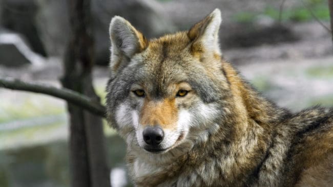 Göran Gunnarsson anser inte att det är hans uppgift att vara polis åt polisen ifall han hör talas om att någon har dödat varg illegalt.