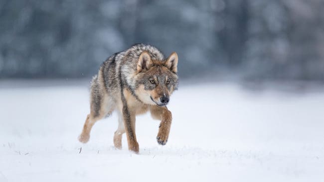 Utredningen har tagit väldigt lång tid efter att blodspår från varg, samt spår efter människor och snöskoter, hittades på en sjöis mellan Bollnäs och Ljusdal i februari förra året.