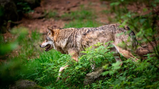 Norska jägarförbundet håller öppna möten runt om i landet för att mobilisera för en slopad vargzon och färre vargar.