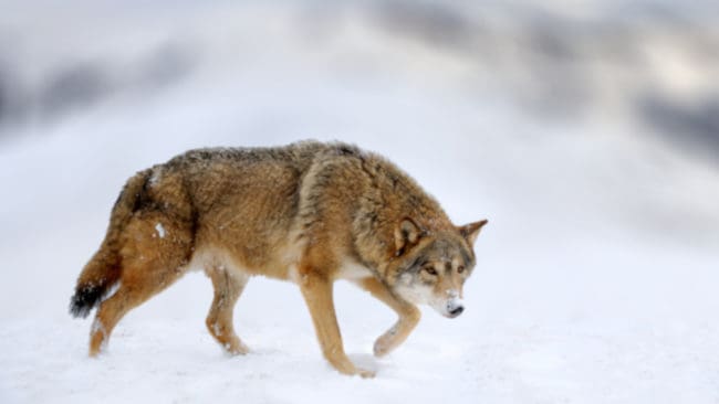 Under helgen har polisen säkrat spår i utredningen av den misstänkta illegala vargjakten.
